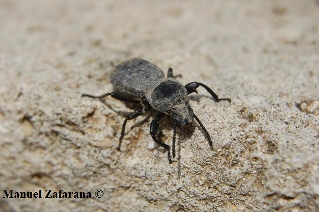 Tenebrionide sconosciuto